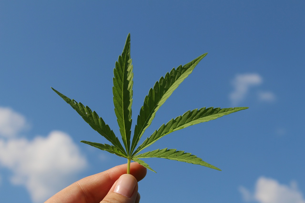 Alles über den Kauf von Cannabissamen